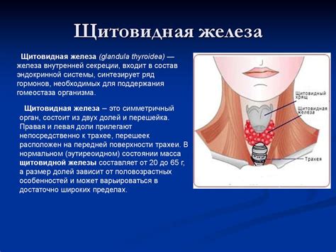 Функции крупнозернистой структуры щитовидной железы