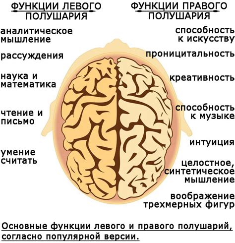 Функции левого полушария