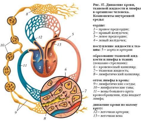 Функции лимфоидных элементов в организме человека