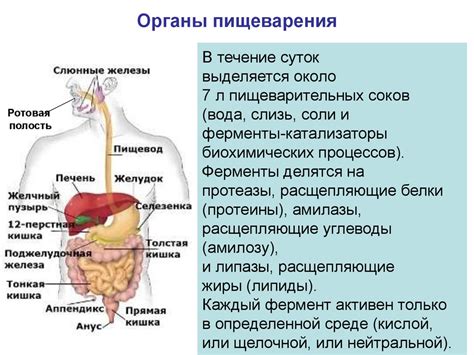 Функции листового рубца в процессе пищеварения