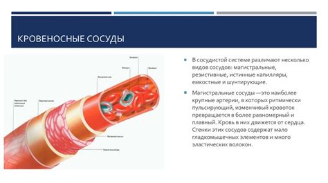 Функции магистральных сосудов