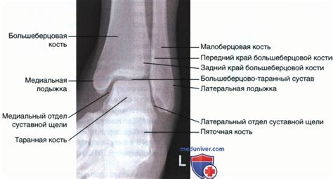 Функции медиальной ротации