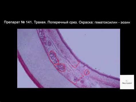 Функции мерцательного эпителия