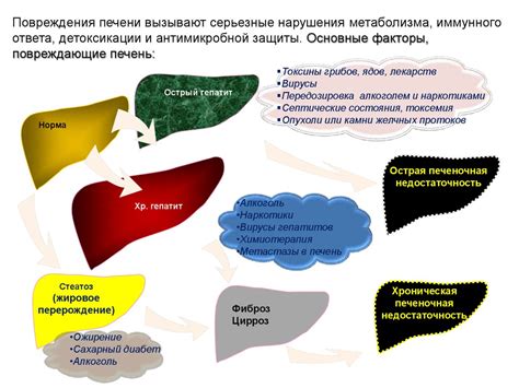 Функции метаболизма печени