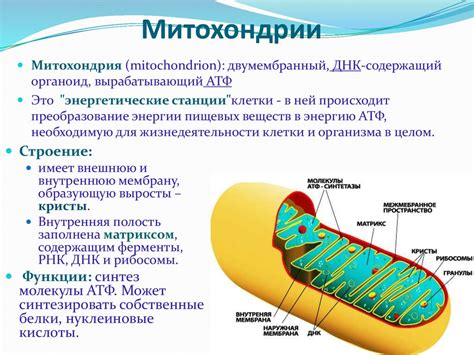 Функции митохондрий и хлоропластов при цитоплазматической наследственности