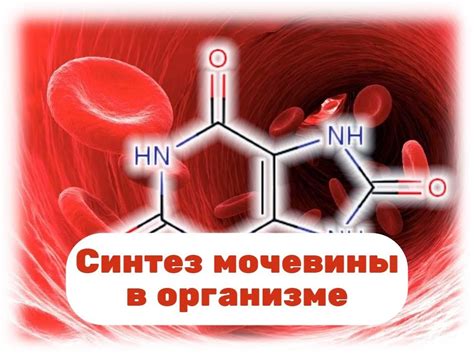 Функции мочевины в организме