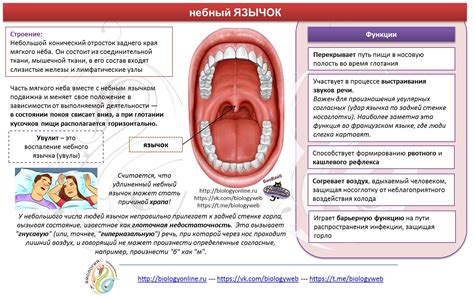 Функции небного язычка