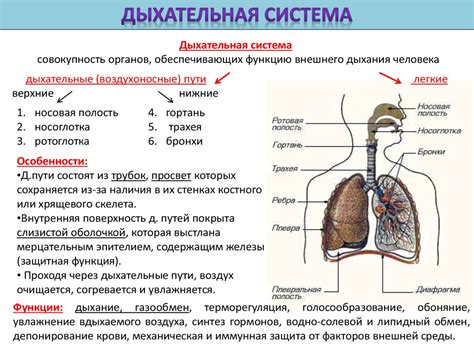 Функции непарных легких в организме