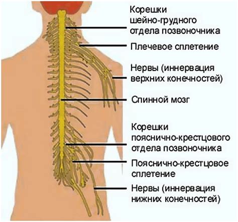 Функции нервных корешков