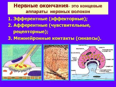 Функции нервных окончаний в ухе