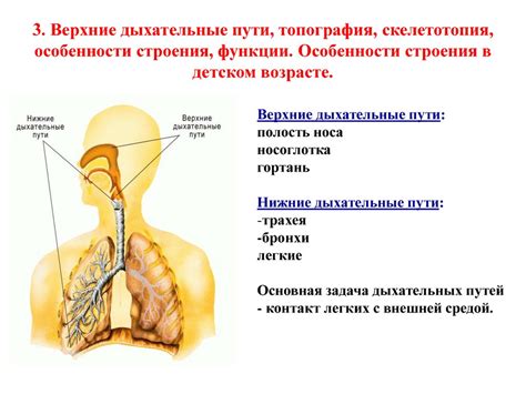 Функции нижних дыхательных путей