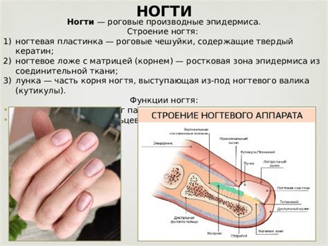 Функции ногтевого валика