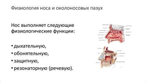 Функции носовых пазух