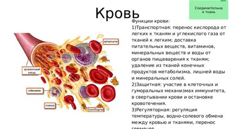 Функции обмена кровью