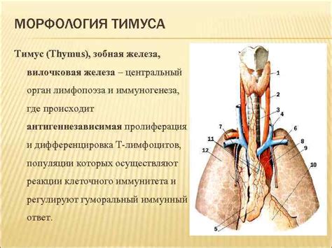 Функции остаточного тимуса