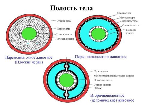 Функции первичной полости тела