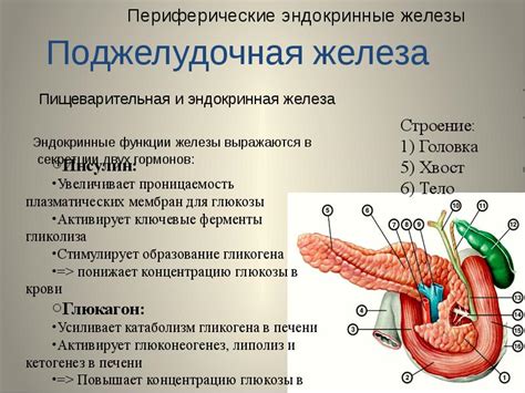 Функции поджелудочной железы и ее строение