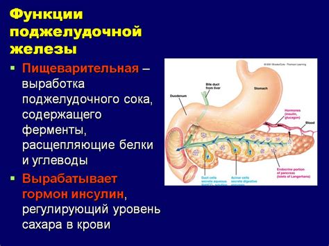 Функции поджелудочной железы у мужчин