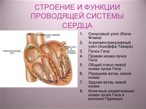 Функции полостной системы сердца