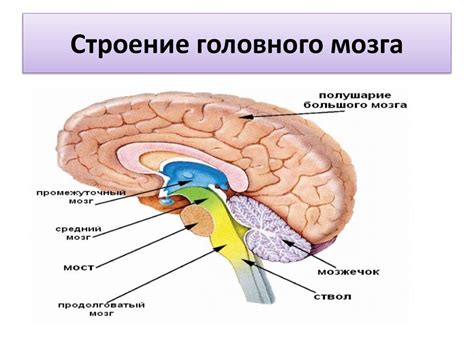 Функции поперечного синуса головного мозга