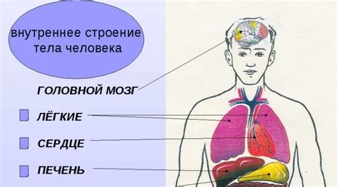 Функции правой стороны тела