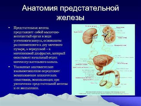 Функции предстательной железы