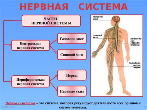 Функции примитивной нервной системы