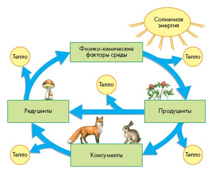 Функции проталины в экосистеме