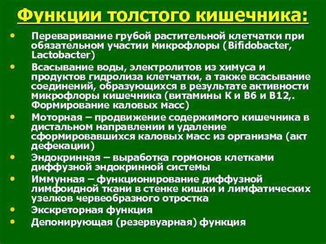 Функции растительной клетчатки