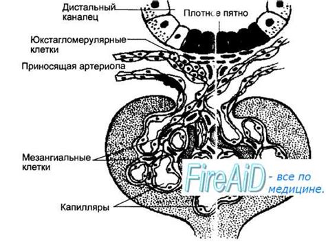 Функции ренина в организме мужчин