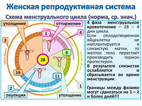 Функции репродуктивной системы