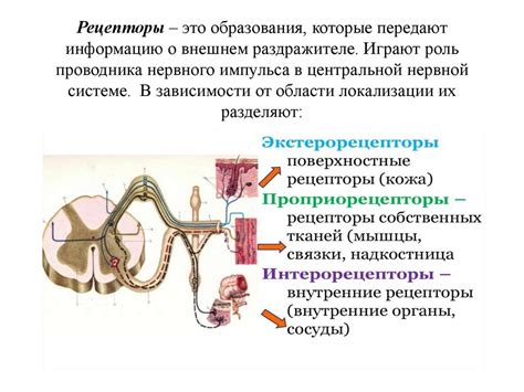 Функции рецепторов нюха