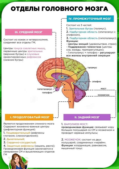 Функции самоуспокоения