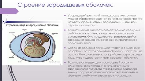 Функции серозной оболочки