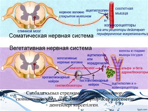 Функции соматического корпуса