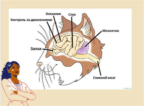 Функции спинального мозга кошки