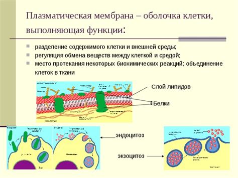 Функции стромы клеточной