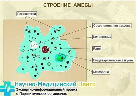 Функции структурных элементов амебы