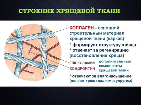 Функции суставной хрящевой ткани