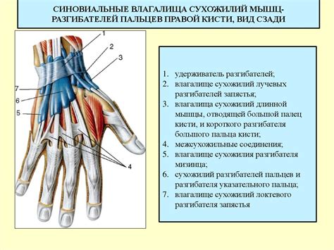 Функции сухожилий