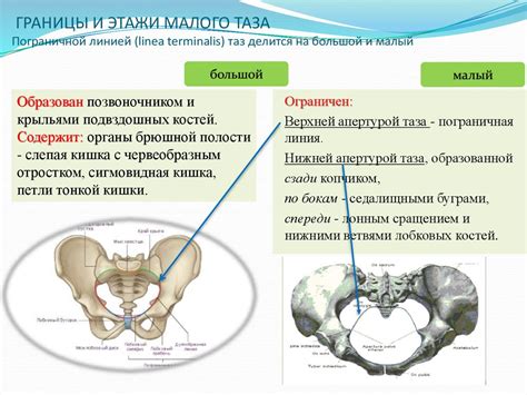 Функции таза