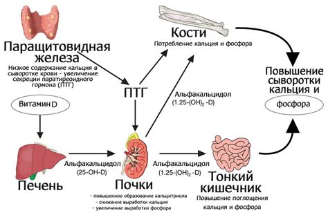 Функции тимпана в организме