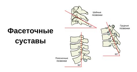 Функции фасеточного сустава