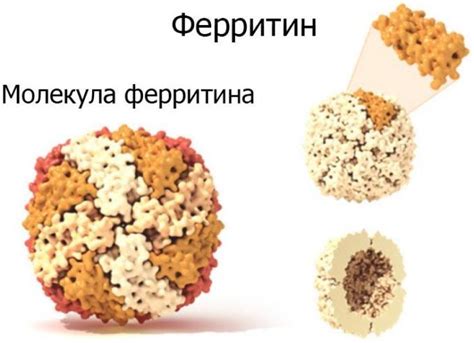 Функции ферритина