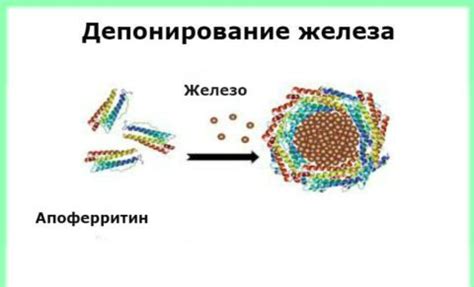 Функции ферритина 212