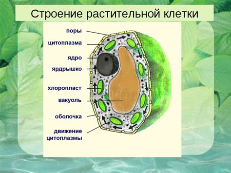 Функции флоры в УТЖ