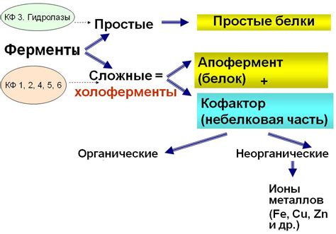 Функции фолатных кофакторов