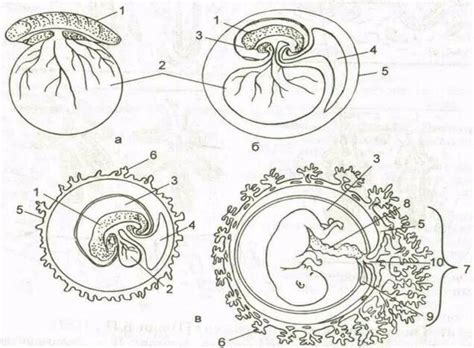 Функции хориона кольцевого в развитии эмбриона