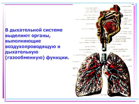 Функции цилиндрического эпителия в дыхательной системе