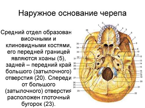 Функции черепа животного